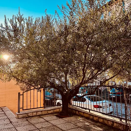 The Olive Tree