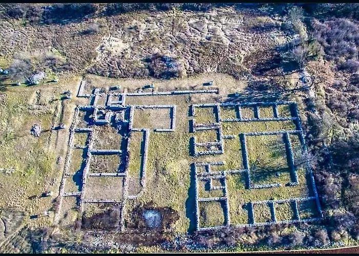 The Olive Tree 루브스키